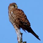 kestrel